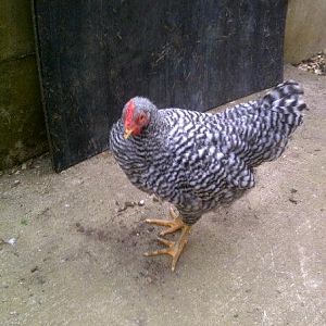 Popcorn - Barred Rock rooster