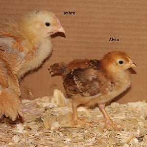 The rooster I plan to keep (at this point anyway), and the pullet my son named Alvin - she has stripes like a chipmunk on her back.