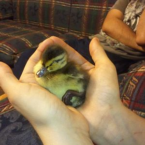 4 days old