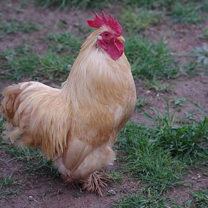 Chicky – Rooster, Cochin Bantam
