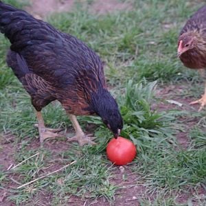 Darth Mal – Black Easter Egger
Butterfinger – Light Brown Leghorn
Strawberry – Red Sex Link