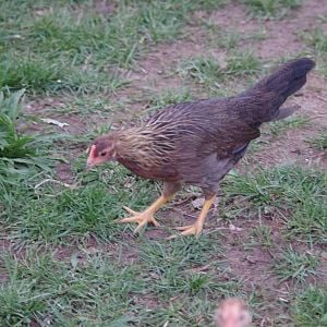 Snickers – Light Brown Leghorn