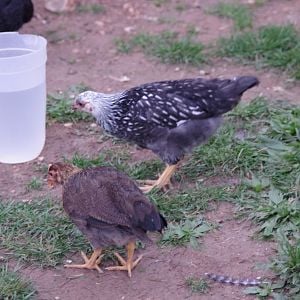 Snickers – Light Brown Leghorn
Lacy – Silver Laced Wyandotte