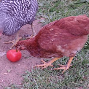 Stripes – Barred Plymouth Rock
Ginger – New Hampshire