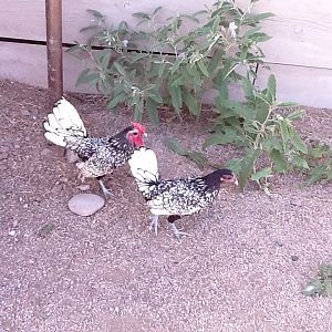 Siver Laced Sebright Rooster and Hen