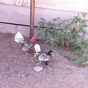 Siver Laced Sebright Rooster and Hen