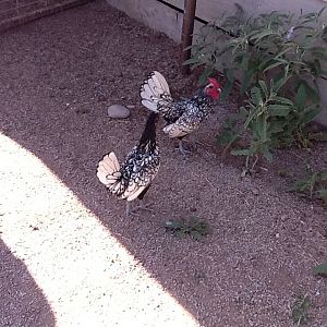 Siver Laced Sebright Rooster and Hen
