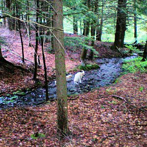 The stream.