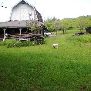Having a blast running around the property.