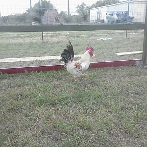 4/28/12 my rooster