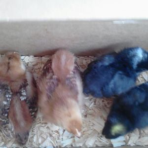 3/26/12 bringin home my first chicks