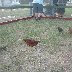 4/28/12 brought the hens out