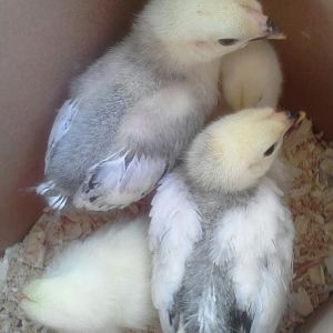 4/7/12 bringin home my second four..