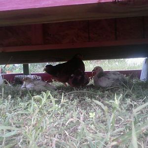 4/28/12 under the hen house