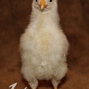 Rosecomb Brown Leghorn x Pearl White Leghorn Cross. This one layed around for a few days before he was able to get up and walk around. Thought he wasn't going to make it. Now he is terrorizing the younger ones! He got his rosecomb and those straight yellow legs from his dad.