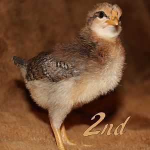 UNAVAILABLE~ Rosecomb Brown Leghorn x Black Breasted Red Modern Game Cross. Our favorite, is unfortunately a rooster. This one is fearless and into everything. He is never inside the box where he is supposed to be! He also has two dots ontop of his head which make him unique! He got those dots, his rosecomb, and those yellow feet from his father. The brown line inbetween the black lines running past his eyes are also a gift from his dad. Very handsome!