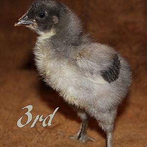 Jersey Giant x Blue Cochin Cross. The soft, blue, featherfooted chick! This one has a darker blue head and wing tips. He got those feathery feet and soft feathers from his mom.