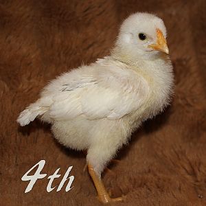 Rosecomb Brown Leghorn x Pearl White Leghorn Cross. This one looks white, but he actually has a black smudge on his neck and back.
