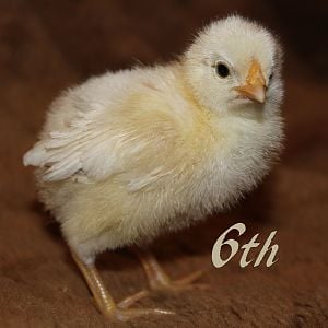 Rosecomb Brown Leghorn x Pearl White Leghorn Cross. This one was born with crooked legs. It took a few days before he could put one foot infront of the other. His legs eventually twisted back to their proper position, and now are perfectly straight!