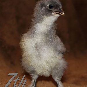 Jersey Giant x Blue Cochin Cross. The second slate blue chick! This one has white eye lashes! Very sweet and docile. Those eyelashes come from both his mom and dad. Those dark legs that go in at the hocks are from his dad.