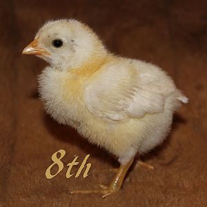 Jersey Giant x Pearl White Leghorn Cross. This cutie pie has a black spot right on top of his head. He's fatter and fluffier than the others because he has a different dad! Take a look at his wider head, singlecomb, and those greenish feet. Those are all gifts from dad!