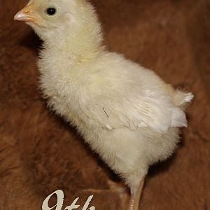 Rosecomb Brown Leghorn x Pearl White Leghorn Cross. This scraggly looking one was born with a black smudge on his wing. His feathers are growing in now and the black smudge is now spread across his wing feathers. I wonder what he'll finally look like!