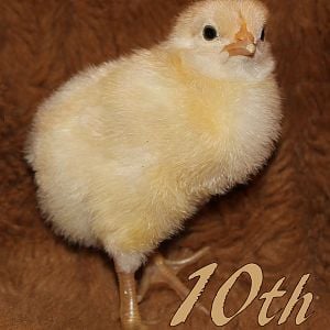 Jersey Giant x Pearl White Leghorn Cross. This one was born with caramel stripes down his back. This is because he has a bit of color mixed into his genes, from his father's side! Just take a look at those olive colored legs and singlecomb!
