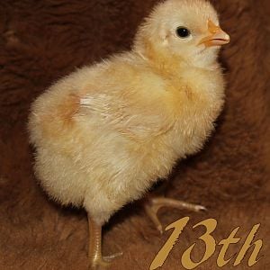 Jersey Giant x Pearl White Leghorn Cross. Our only GOLDEN chick! When this one was born, we all ran down to see the beautiful color. He also has the greenest olive colored feet!