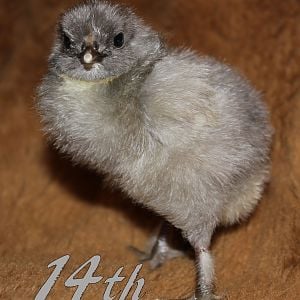 Jersey Giant x Blue Cochin Cross. The third fluffy blue chick born. They all came out of brown eggs. This one is completely slate blue, with the classic feathery feet, white bib, and blue legs with pink toes, just like his two other brothers. He will have so many feathers and so much fluff when he's an adult!
