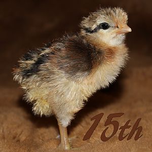 Black Breasted Red Modern Game. The youngest and newest. She's going to stay that way, too, as there are no more hatching! She was still drying off after hatching here, which is why she looks crusty. We will see what this one has in store when she gets a little older!