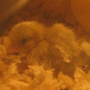button quail chicks in the brooder