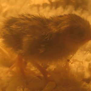 button quail chicks in the brooder