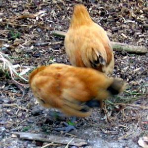 Feb. 2012 hatch one roo one pullet