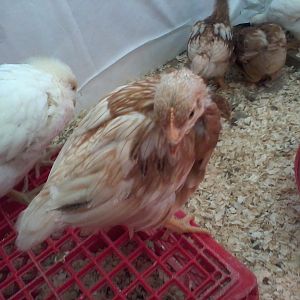 And then there was Spot. She is clearly a sex link but exactly what kind of sex link your guess is as good as mine! When they were fluff balls they all looked like Gold Comets but she is now a buff color and white with 4 or 5 feathers on her right that look like they are pencilled. (4 Weeks)