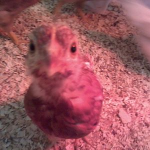They all wanted to check out the "food" I was offering them. (4 Weeks)