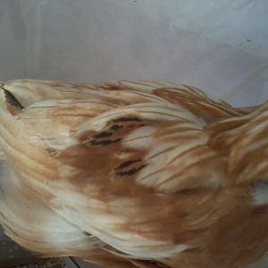 Spot and her strange feathers :) (4 Weeks)