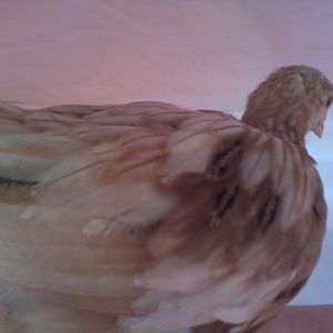 Spot and her strange feathers again :) (4 Weeks)