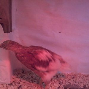 Looking for possible food (4 Weeks)