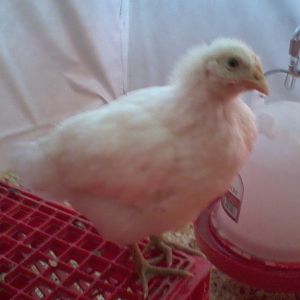 One of the Leghorns (4 Weeks)