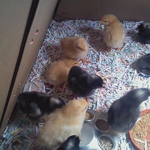 Barred Rocks and Buff Orpingtons 3/30/12
Born around March 26, 2012