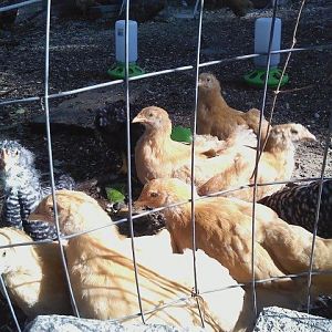 Some of the Flock 5.1.12