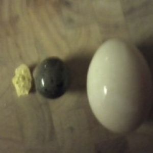 5/1/12

Corn flake (for size), black marble sized egg, normal egg.