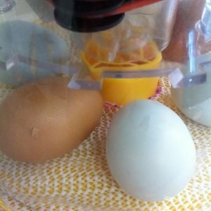 two pipped eggs