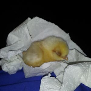 Total sadness! A sick chick. It did not make it. On sunny side we had 24 more.
