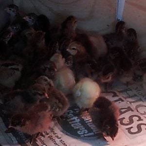 Mix of Americana and Guinea keets 4 days old