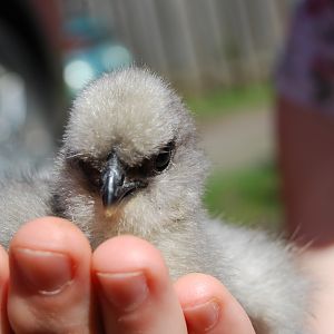 Dusk. 2 wk old silky.