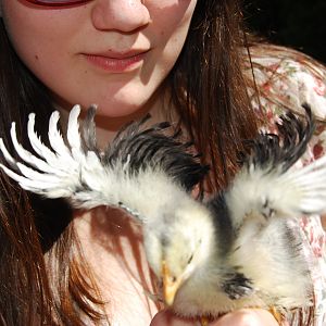 Dawn flexing her wings...2 wks.