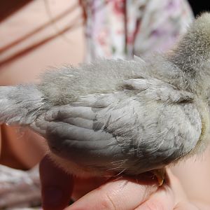 Lavender 2 wks...wing and tail shot