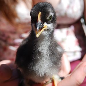 Zoria-2 weeks. frizzle-gene cochin