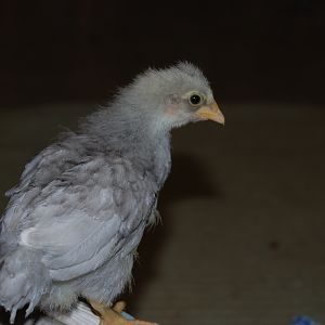 Lavender 3 wks.